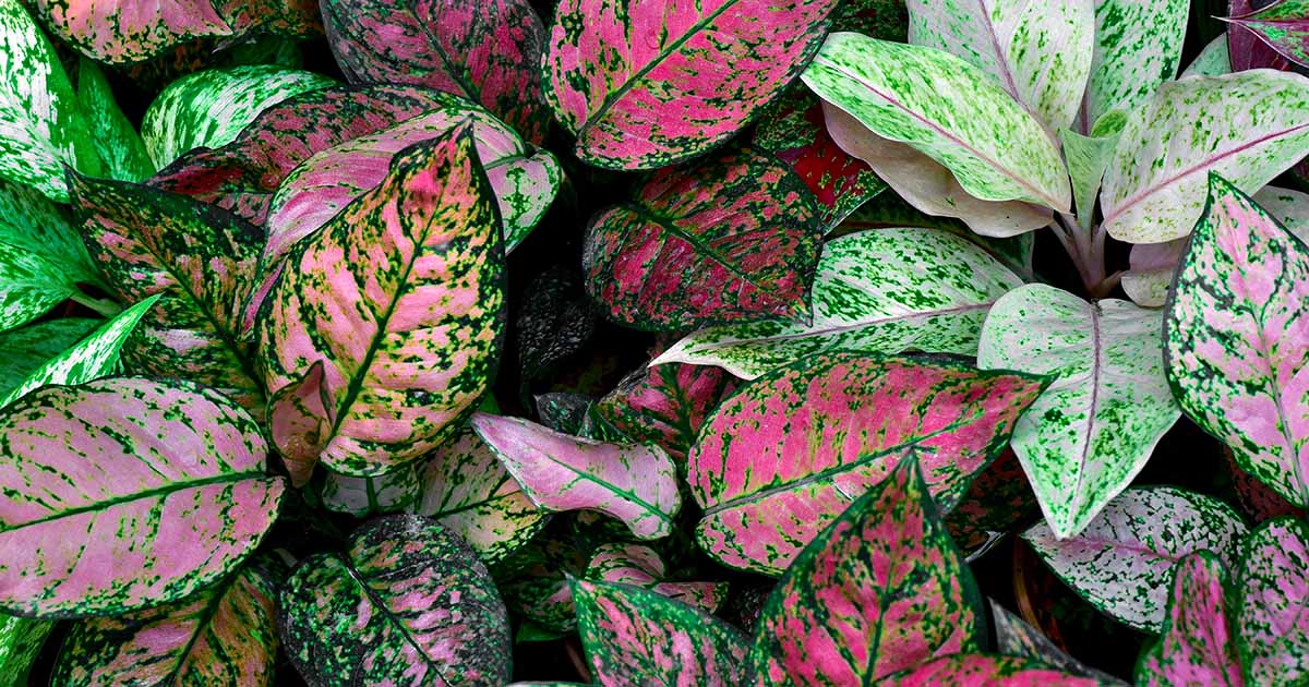 Exotic Indoor Plant Gifts for Urban Dwellers A Guide to Bringing Nature Indoors